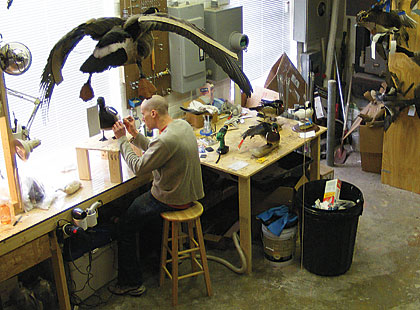 preserving your bird for the taxidermist